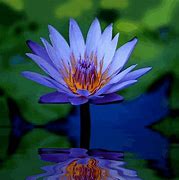 Image result for Lotus Flower Giphy