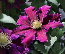 Image result for Clematis The Vagabond