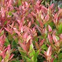 Image result for Leucothoe Zeblid