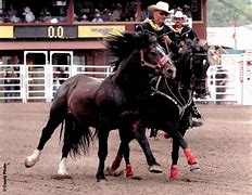 Image result for Grated Coconut Bucking Horse
