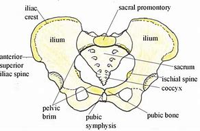 Image result for Pelvic Bone Identification