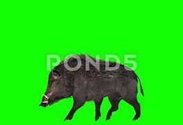 Image result for Boar Animoji