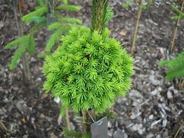 Image result for Picea abies Dumpy