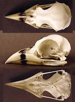 Image result for Water Deer Skull
