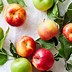 Image result for Jenis Apple Envy