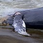 Image result for Whales Dying