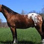 Image result for Spotted Horse