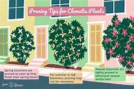 Image result for Clematis Pruning Chart