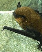 Image result for Gray Bat Endangered Species