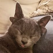 Image result for Kitty with 4 Ears