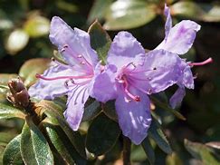 Image result for Rhododendron Moerheim