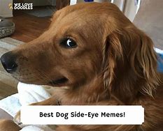 Image result for Frowing Dog Looking at Phone Meme