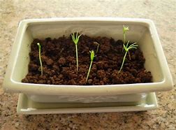 Image result for Bonsai Tree Seeds