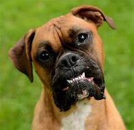 Image result for Funny Boxer Dog Face
