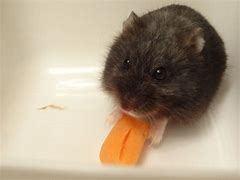 Image result for Black Dwarf Hamster