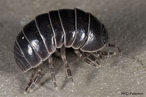 Image result for Isopod Bug