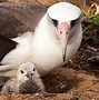 Image result for albatris