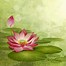 Image result for Cute Lotus Flower