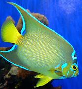 Image result for Tropical fish