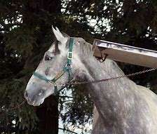 Image result for Gray Horse Photography