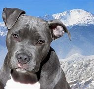 Image result for American Pit Bull Terrier Blue Nose