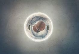 Image result for Mitosis Wallpaper iPhone