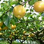 Image result for Self-Pollinating Dwarf Fruit Trees