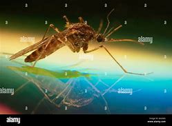 Image result for Violeds Mosquito Bli Bli