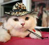 Image result for Crying Cat Meme Cowboy Hat