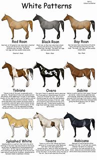 Image result for Arabian Horse Color Chart
