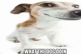 Image result for What the Dog Doing Meme