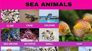 Image result for Sea Animal 123 Bath