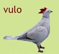 Image result for b�vulo