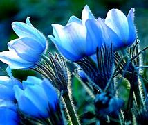 Image result for Blue Flowers