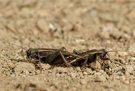 Image result for Desert Cricket