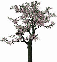 Image result for Spring Tree Cartoon