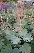 Image result for Macleaya microcarpa Kelways Coral Plume