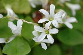 Image result for Oxalis triangularis ssp. papilionacea