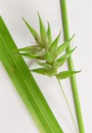 Image result for Carex folliculata