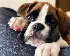 Image result for Boxer Puppies Breed