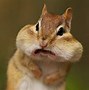 Image result for Silly Animal Face Funny