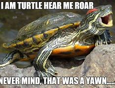 Image result for Turtle Club Meme