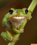 Image result for Weird Look Frog Meme