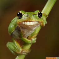 Image result for Frog Laughing Même