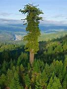 Image result for Tallest Tree World Record