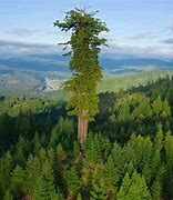 Image result for Largest Redwood Trees California