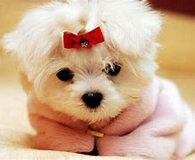 Image result for Cute Wallpapers Jpg