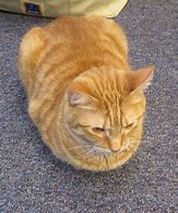 Image result for Loafing Face