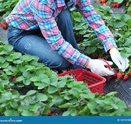 Image result for People Picking Strawberries Landscape