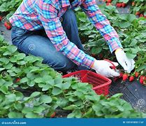 Image result for A3 Image of People Strawberry Picking